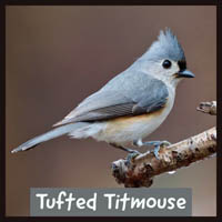 Tufted Titmouse